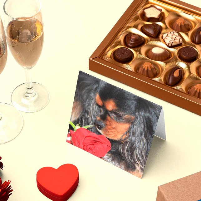 Sweet Love Cavalier King Charles Spaniel (Creator heeft geüpload)