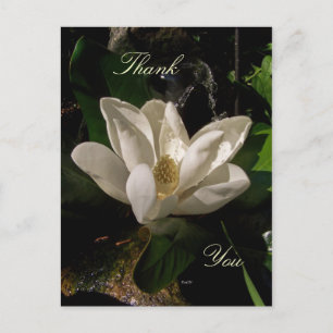 Sweet Magnolia Blossom Briefkaart