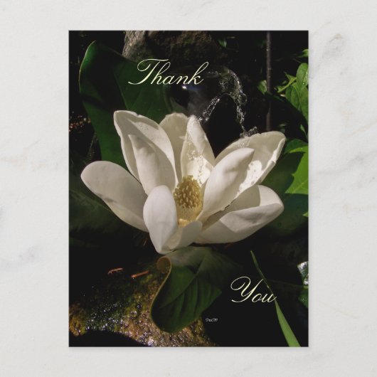 Sweet Magnolia Blossom Briefkaart (Voorkant)