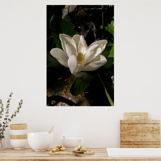 Sweet Magnolia Blossom Poster (Keuken)