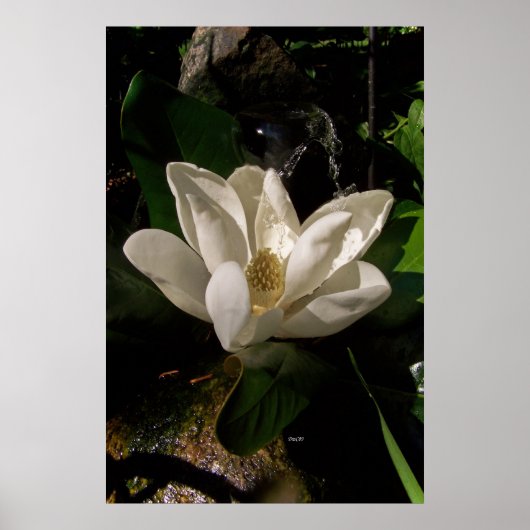 Sweet Magnolia Blossom Poster (Voorkant)