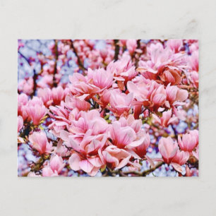 Sweet Magnolia - De lente is hier Briefkaart