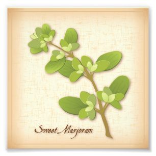 Sweet Marjoram Herb Foto afdrukken