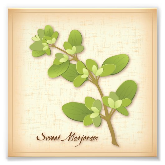 Sweet Marjoram Herb Foto afdrukken (Voorkant)