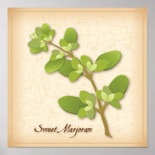 Sweet Marjoram Herb Poster