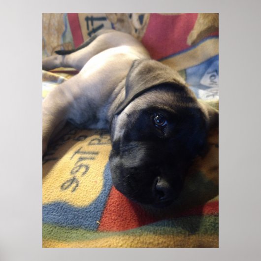 Sweet Mastiff Puppy Poster (Voorkant)