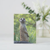 Sweet Meerkat Briefkaart (Staand voorkant)