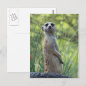 Sweet Meerkat Briefkaart (Voorkant / Achterkant)