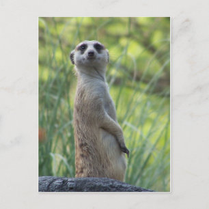 Sweet Meerkat Briefkaart