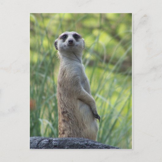 Sweet Meerkat Briefkaart (Voorkant)