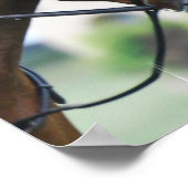 Sweet Morgan Horse Poster (Hoek)