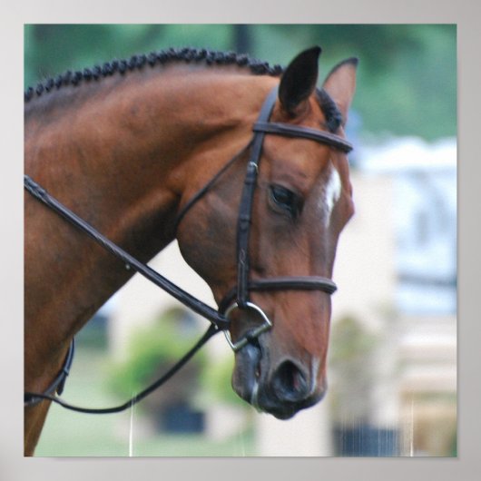 Sweet Morgan Horse Poster (Voorkant)