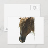 Sweet Mustang Horse Briefkaart (Voorkant / Achterkant)
