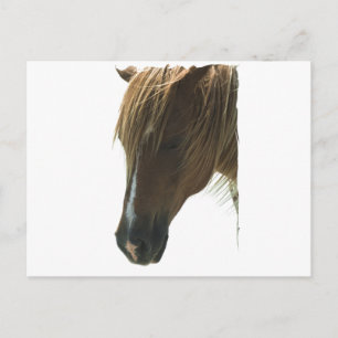 Sweet Mustang Horse Briefkaart