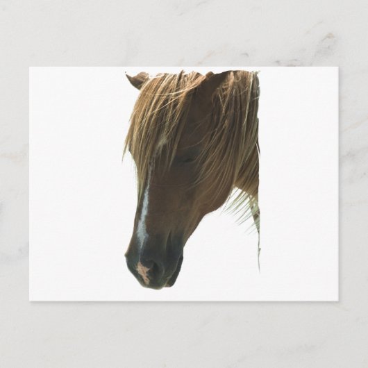 Sweet Mustang Horse Briefkaart (Voorkant)
