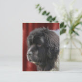 Sweet Newfoundland Dog Face Briefkaart (Staand voorkant)