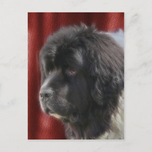Sweet Newfoundland Dog Face Briefkaart