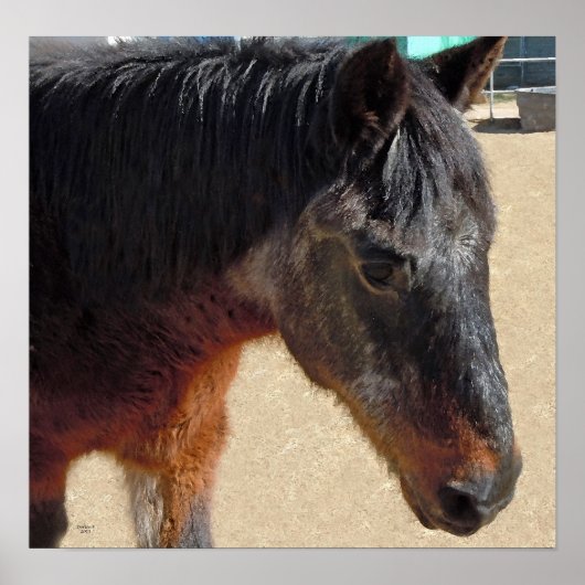 Sweet Old Pony Horse - Horses and Ponies Poster (Voorkant)