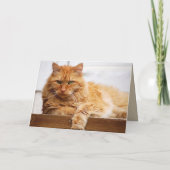 Sweet Oranje Maine Coon Cat Kaart (Achterkant)