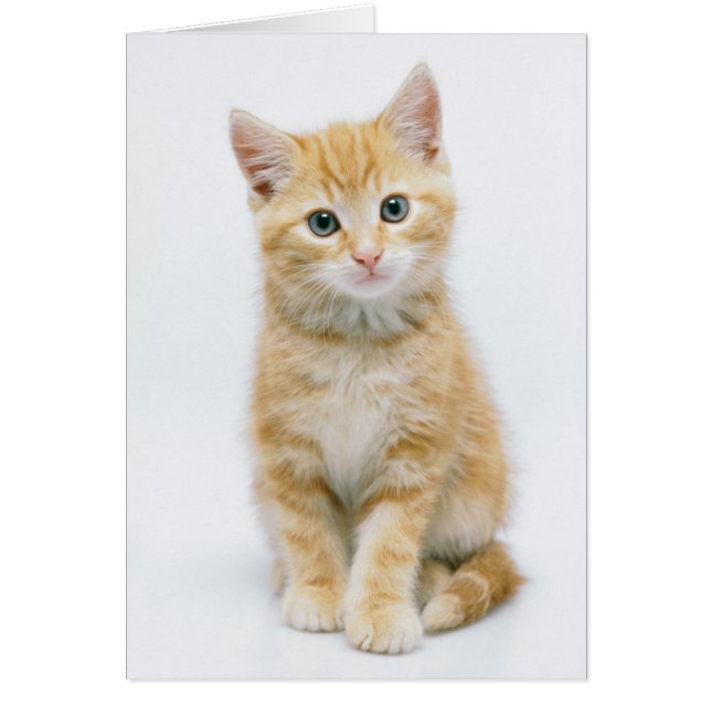 Sweet Oranje Tabby (Voorkant)