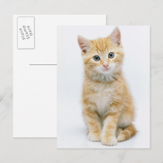 Sweet Oranje Tabby Briefkaart (Voorkant / Achterkant)