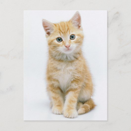 Sweet Oranje Tabby Briefkaart (Voorkant)