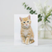 Sweet Oranje Tabby Briefkaart (Staand voorkant)