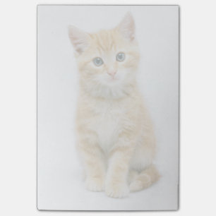 Sweet Oranje Tabby Post-it® Notes