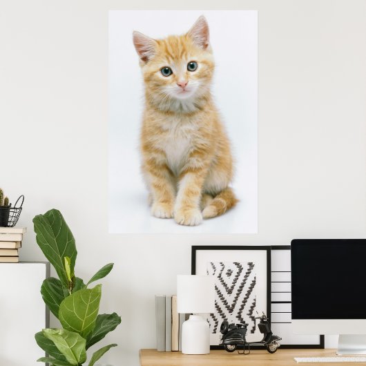 Sweet Oranje Tabby Poster (Thuiskantoor)