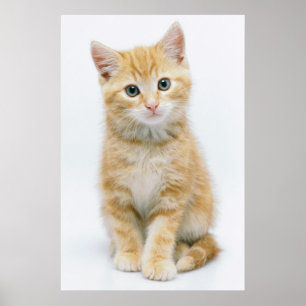 Sweet Oranje Tabby Poster