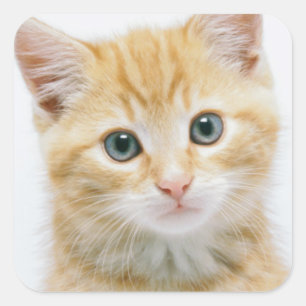 Sweet Oranje Tabby Vierkante Sticker