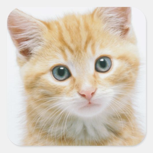 Sweet Oranje Tabby Vierkante Sticker (Voorkant)