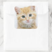 Sweet Oranje Tabby Vierkante Sticker (Tas)