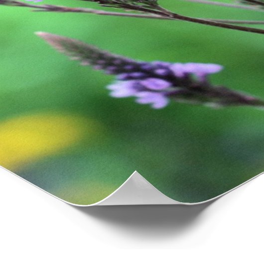 Sweet Paarse Vervain Wildflower Poster (Hoek)