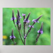 Sweet Paarse Vervain Wildflower Poster (Voorkant)