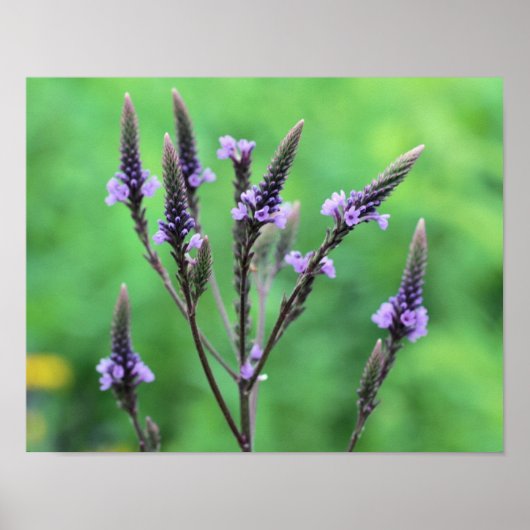 Sweet Paarse Vervain Wildflower Poster (Voorkant)