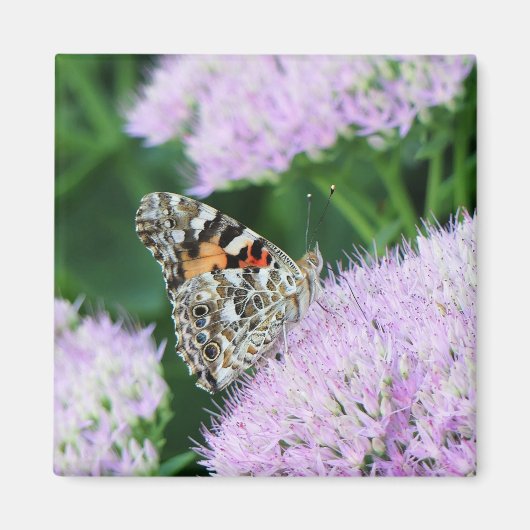 Sweet Painted Lady Magneet (Voorkant)