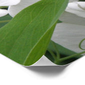 Sweet Pea — Afdruk Poster (Hoek)