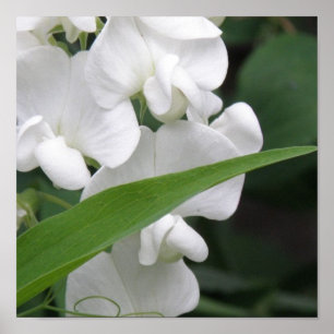 Sweet Pea — Afdruk Poster