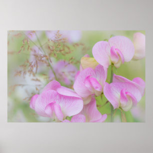 Sweet Pea Blossom   Seabeck, WA Poster