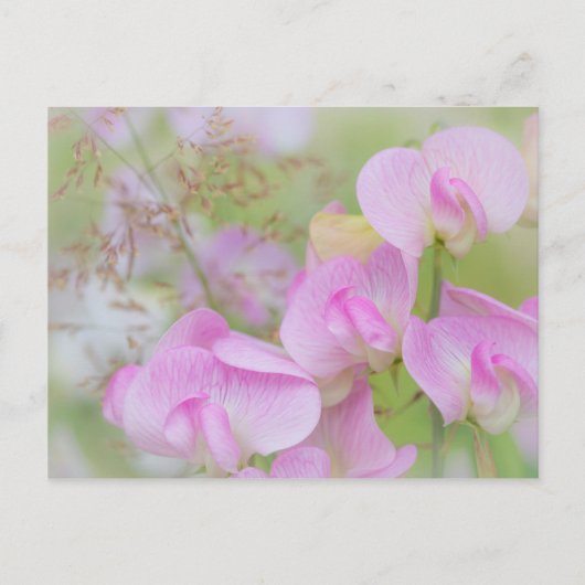 Sweet Pea Blossoms | Seabeck, WA Briefkaart (Voorkant)