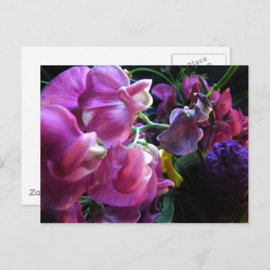 Sweet Pea Briefkaart (Voorkant / Achterkant)