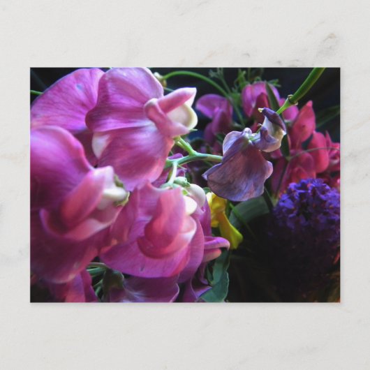 Sweet Pea Briefkaart (Voorkant)