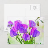 Sweet Pea Briefkaart (Voorkant / Achterkant)