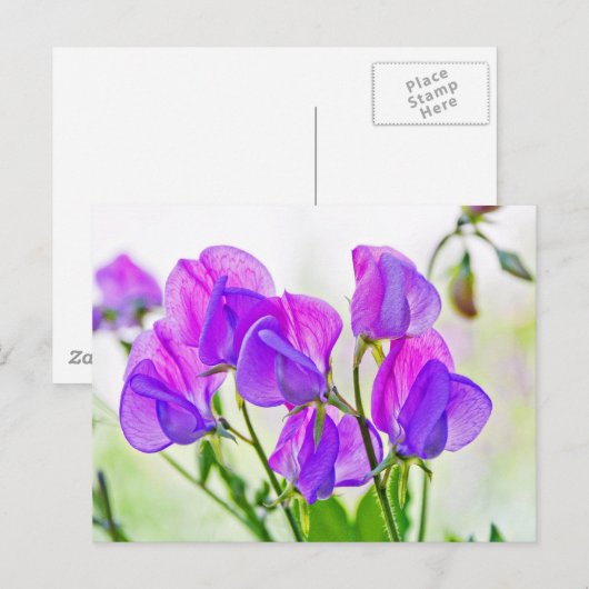 Sweet Pea Briefkaart (Voorkant / Achterkant)