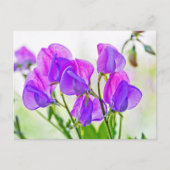 Sweet Pea Briefkaart (Voorkant)