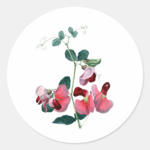 Sweet Pea Classic ronde Sticker