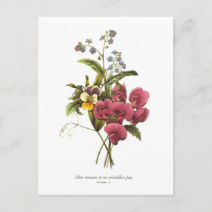 Sweet Pea en Viola Briefkaart