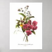 Sweet Pea en Viola Poster (Voorkant)