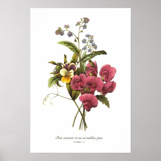 Sweet Pea en Viola Poster (Voorkant)